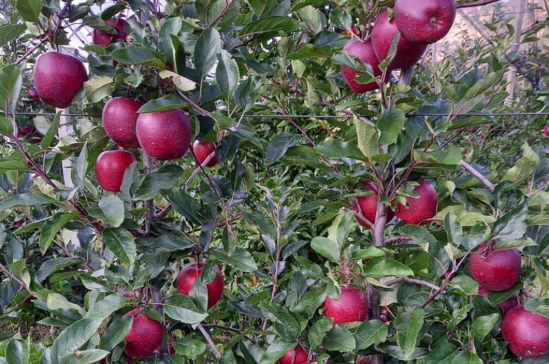 fenzem gala apple plant